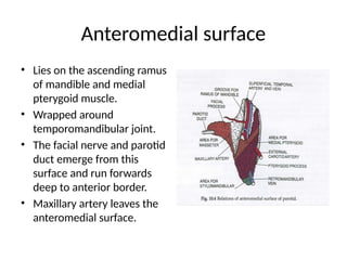ppt on Anatomy and Physiology of salivary glands.pptx