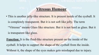 Viterous Humor Function ANATOMY AND PHYSIOLOGY OF SPECIAL SENSES.pptx