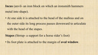 Anvil Shape Incus ANATOMY AND PHYSIOLOGY OF SPECIAL SENSES.pptx