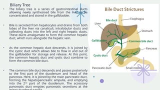 Anatomy and Physiology of the Digestive system.pptx