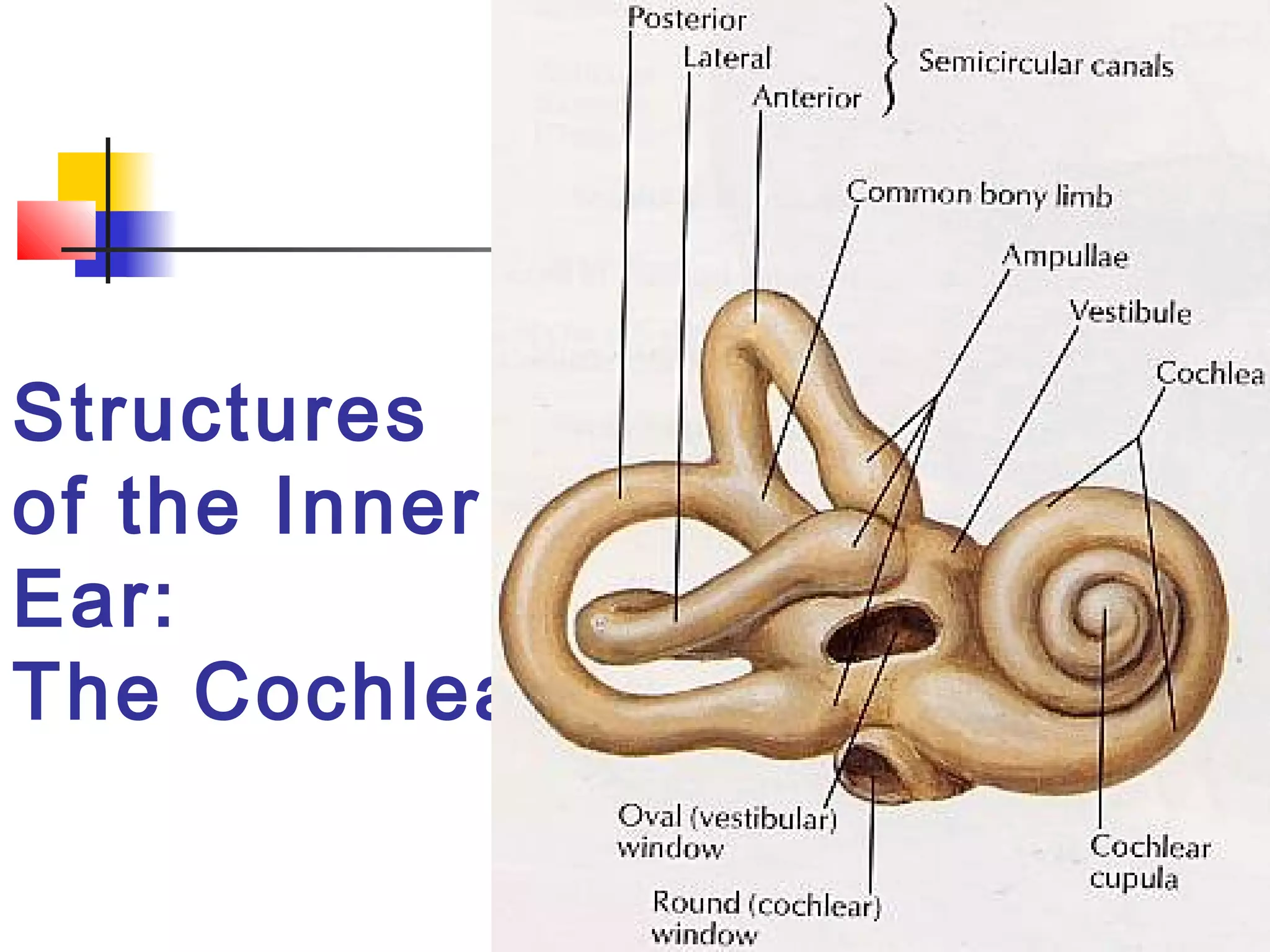 Real Inner Ear Anatomy and physiology of the ear | PPT