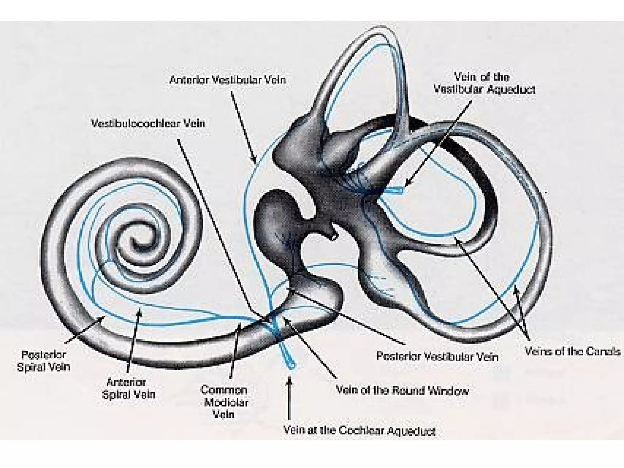 Anatomy and physiology of the ear | PPT