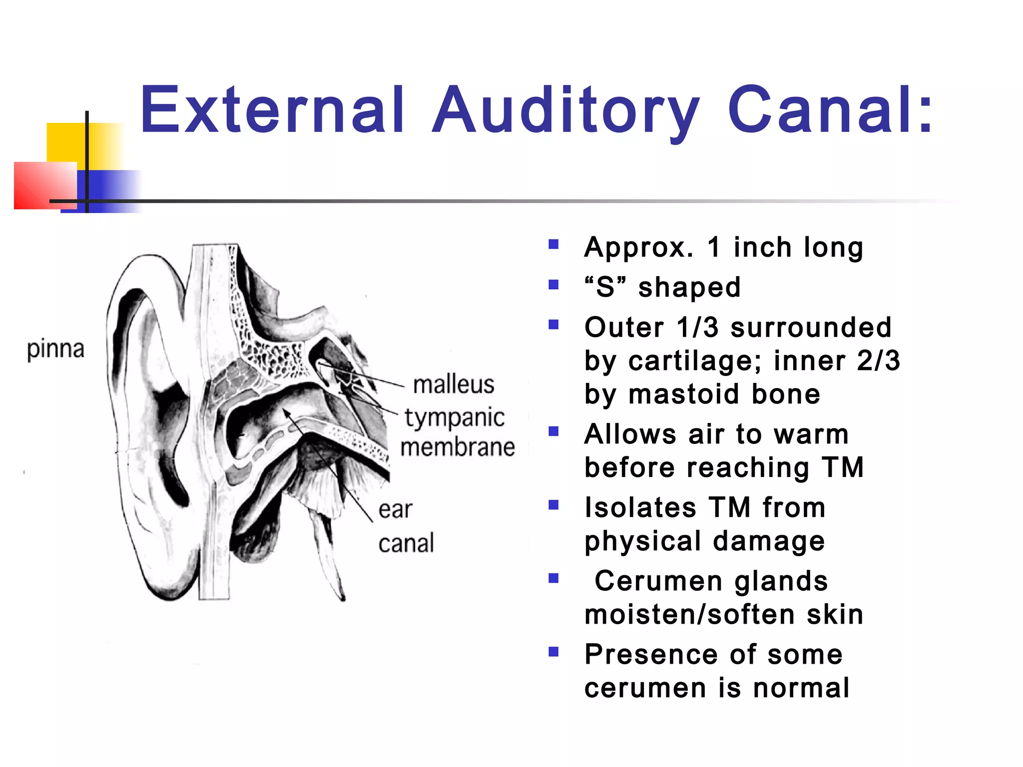 Anatomy and physiology of the ear | PPT