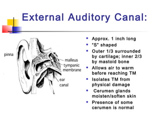 Anatomy and physiology of the ear | PPT