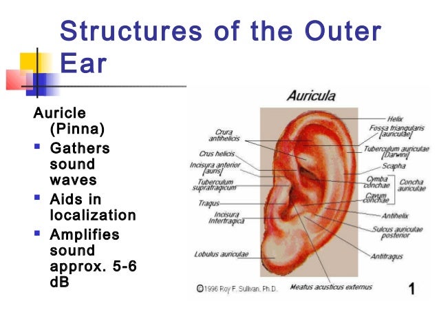 anatomy of ear