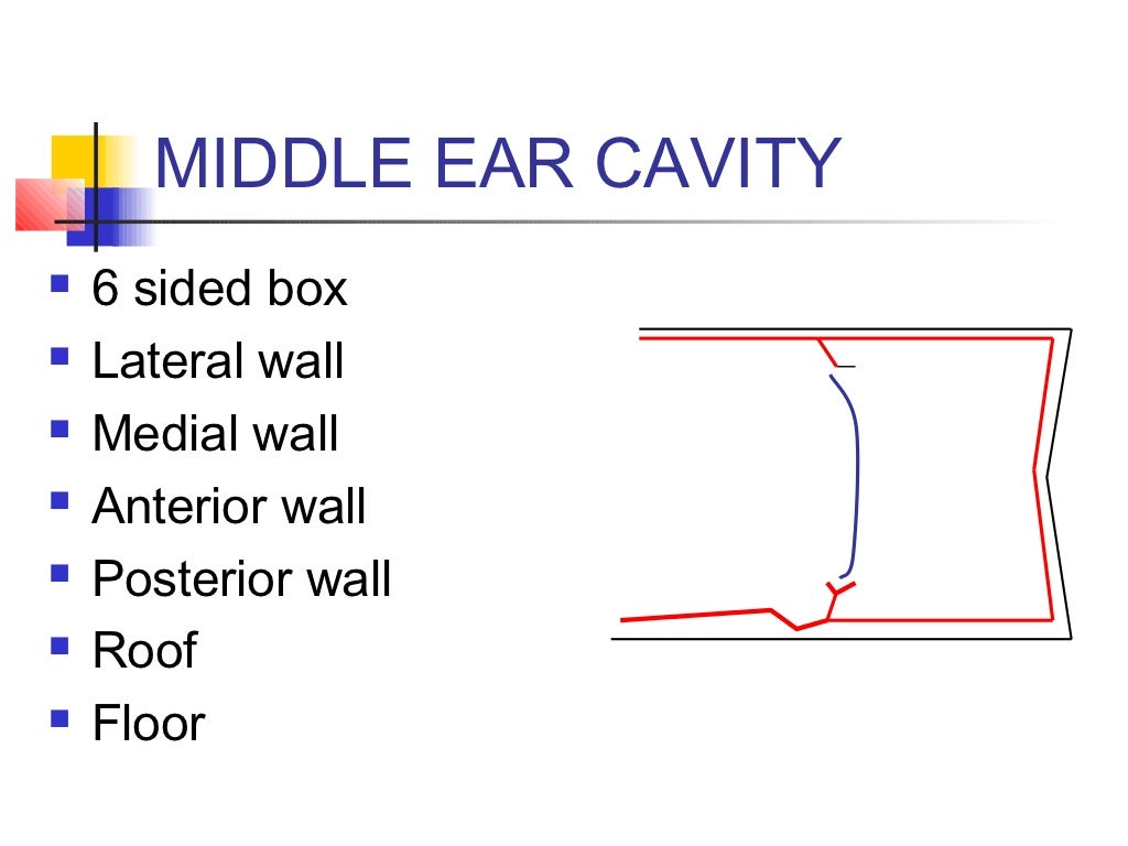 Anatomy and physiology of the ear