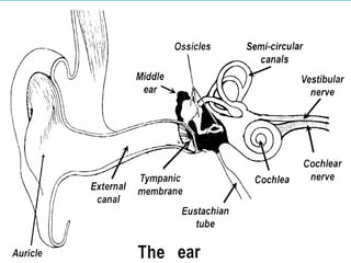 anatomy and physiology of the ear. physiology of hearing | PPT
