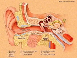 anatomy and physiology of the ear. physiology of hearing | PPT
