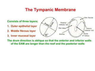 anatomy and physiology of the ear. physiology of hearing | PPT