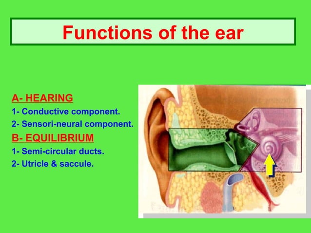 anatomy and physiology of the ear. physiology of hearing | PPT