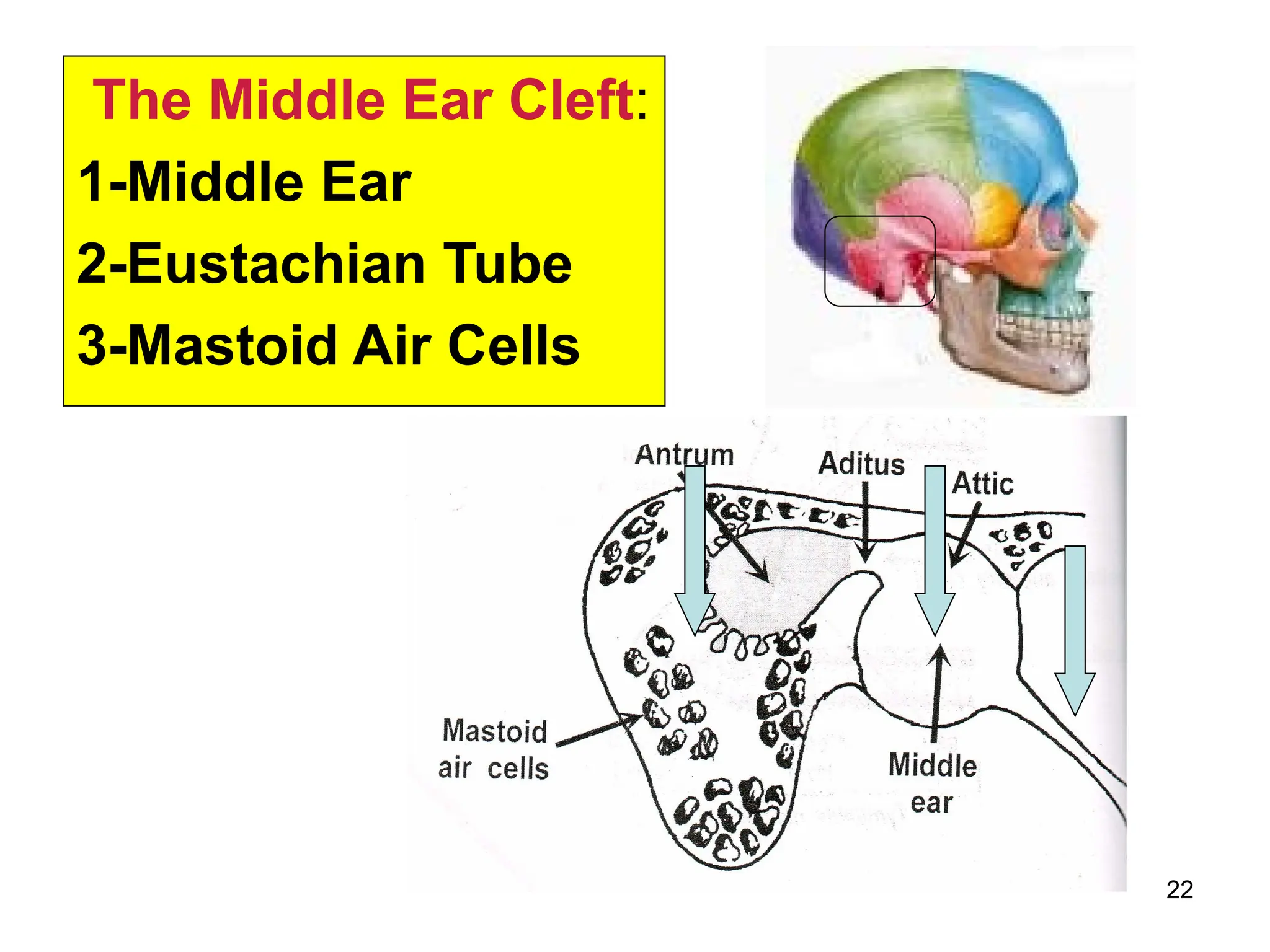 anatomy and physiology of the ear 2nd.ppt