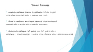 Comprehensive Overview of Esophagus Anatomy and Physiology with ...