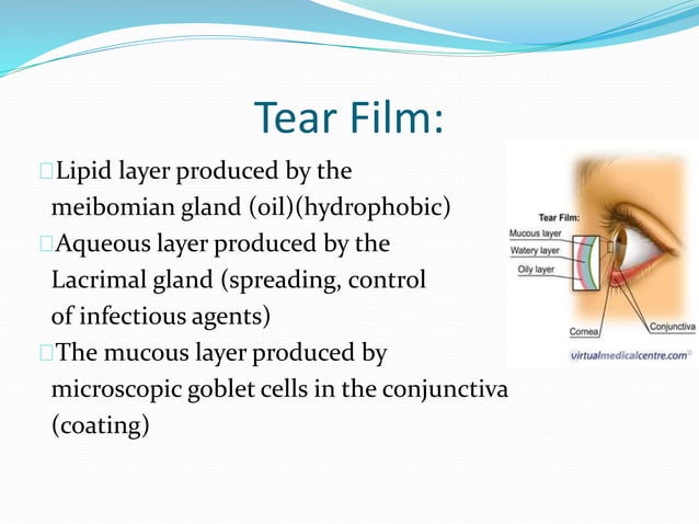 Anatomy and physiology of the eye | PPTX | Eye and Vision Conditions ...