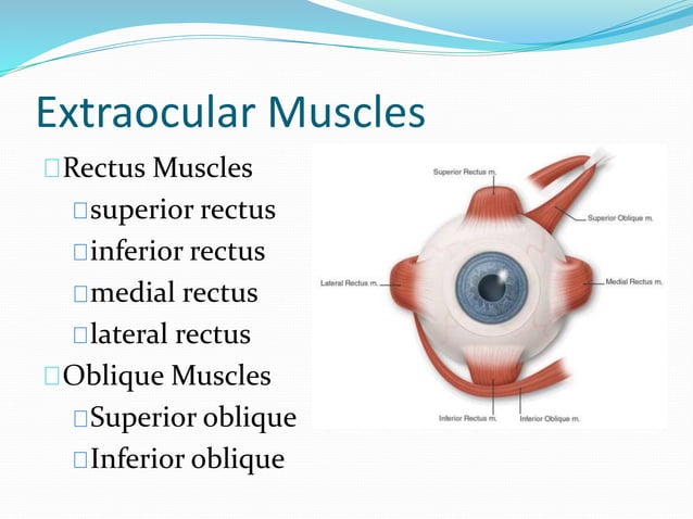 Anatomy and physiology of the eye | PPTX | Eye and Vision Conditions ...
