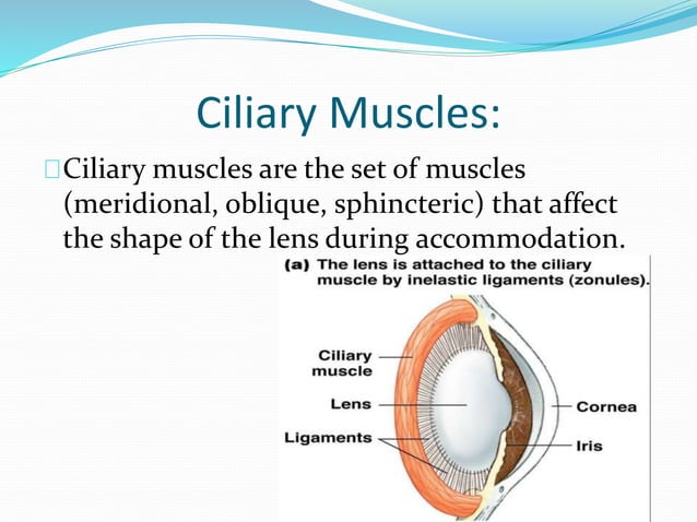 Anatomy and physiology of the eye | PPTX | Eye and Vision Conditions ...