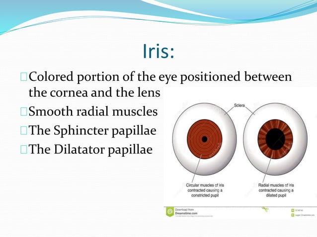 Anatomy and physiology of the eye | PPTX | Eye and Vision Conditions ...