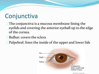 Lid retractors
Responsible for opening the eyelids
levator palpebrae superioris muscle
Lower lid retractor
inferior rectus...
