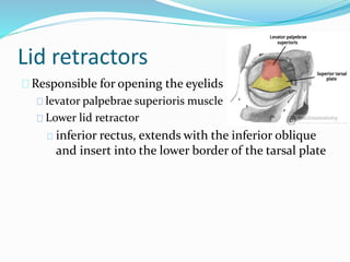 Extraocular Muscles
Rectus Muscles
superior rectus
inferior rectus
medial rectus
lateral rectus
Oblique Muscles
Superior o...