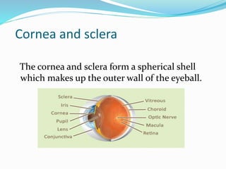 The chief functions of the cornea
Are protection against invasion of
microorganisms into the eye
the transmission and focu...