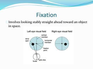 Anatomy and physiology of the eye