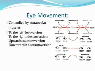 Anatomy and physiology of the eye | PPT