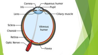 Anatomy and physiology of the Eye-Nursing | PPTX