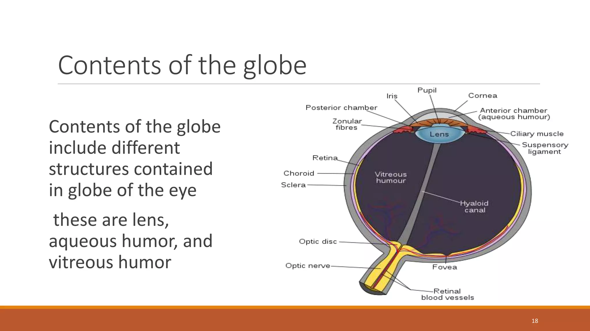 ANATOMY AND PHYSIOLOGY OF THE EYE. 2.pptx
