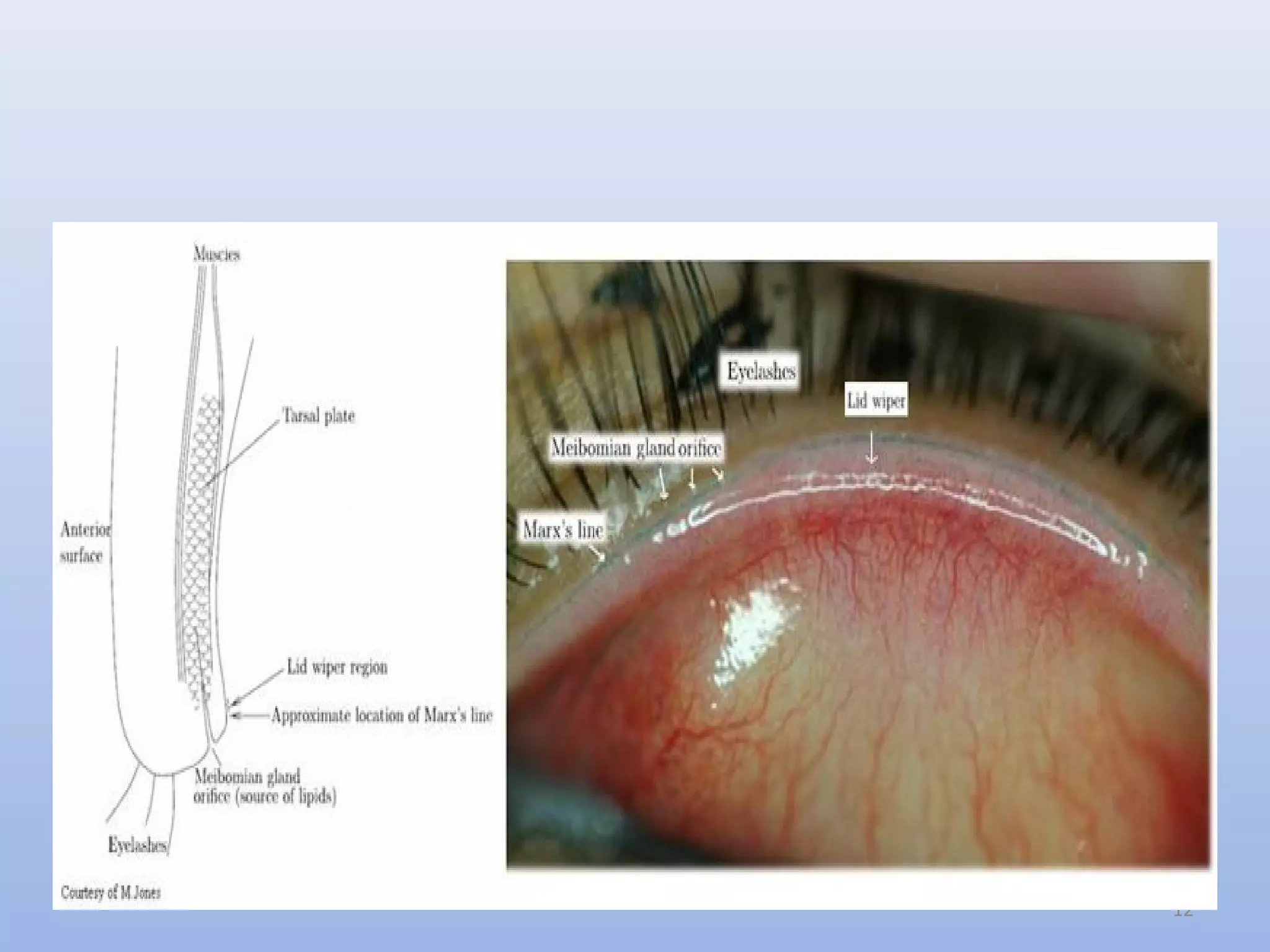 Anatomy and physiology of the eyelid | PPT