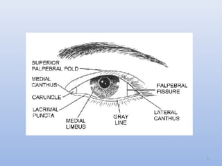 6
• The medial canthus :
• rounded
• the two eyelids are separated by lacus
lacrimalis, in the centre of which is a small
...