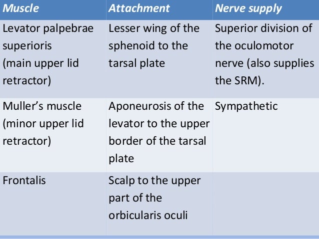 Anatomy and physiology of the eyelid