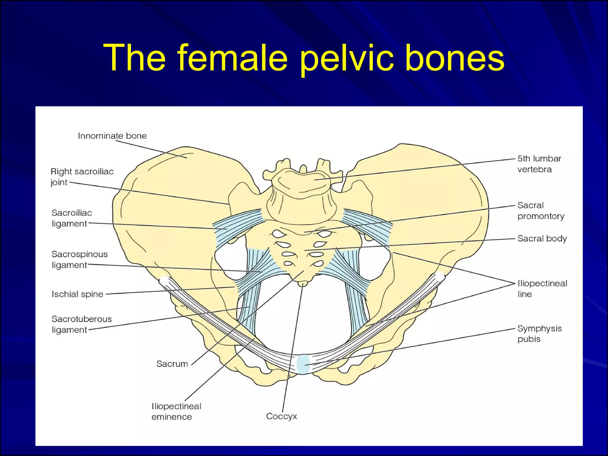 Anatomy And Physiology Of The Female Pelvic Organs PDF Anatomy And Physiology Of The Female Pelvic Organs PDF