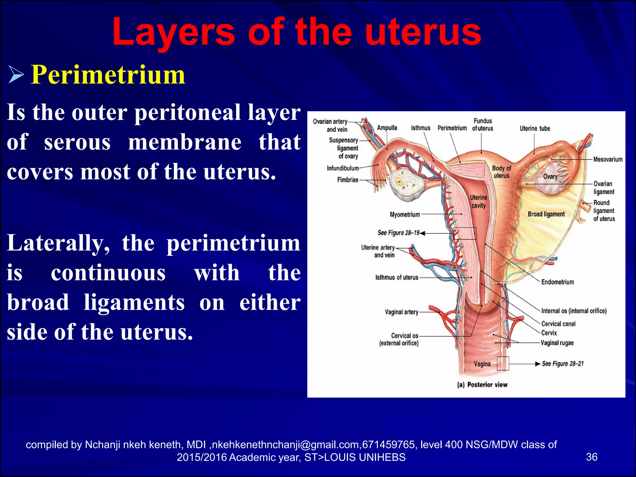 Anatomy and physiology of the female pelvic organs | PDF
