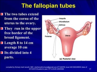 Anatomy and physiology of the female pelvic organs | PDF