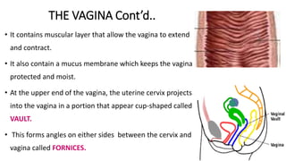 introduction-to-anatomy-and-physiology-of-the-female-reproductive