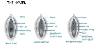 Introduction to anatomy and physiology of the female reproductive