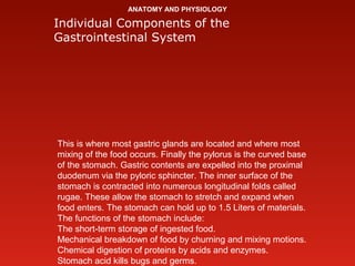 ANATOMY AND PHYSIOLOGY
Individual Components of the
Gastrointestinal System
This is where most gastric glands are located ...