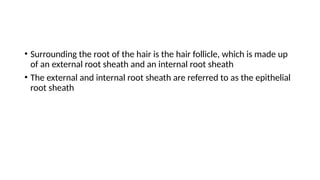 Internal Rooth Sheath Comprehensive Overview of the Integumentary System: Anatomy, Physiology ...