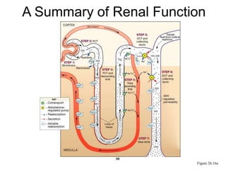 Anatomy and Physiology of the Kidney.ppt