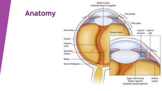 anatomy and physiology of the lens | PPTX