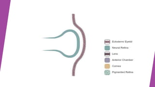 anatomy and physiology of the lens | PPTX