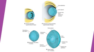 anatomy and physiology of the lens | PPTX