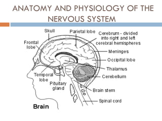Anatomy and physiology of the nervous system | PPT