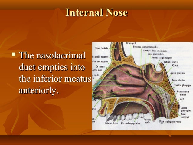 Anatomy and physiology of the nose