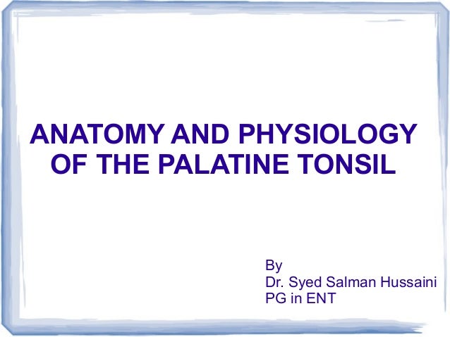Anatomy And Physiology Of The Palatine Tonsil