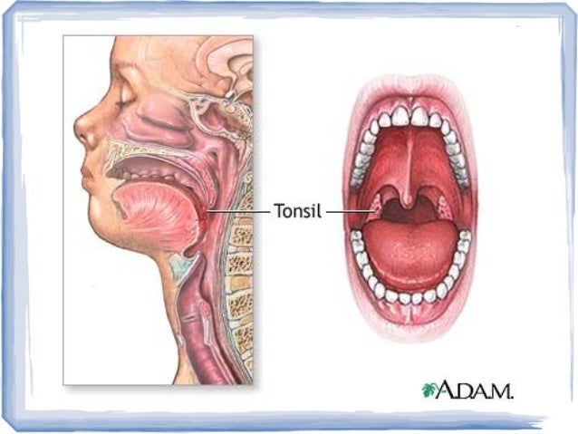 palatine tonsils