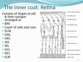 Ilm Rpe anatomy and physiology of the visual system minor course for dentistry ...