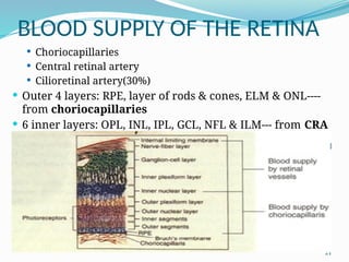 Ilm Rpe anatomy and physiology of the visual system minor course for dentistry ...