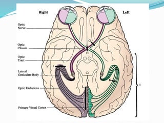 anatomy and physiology of the visual system minor course for dentistry ...