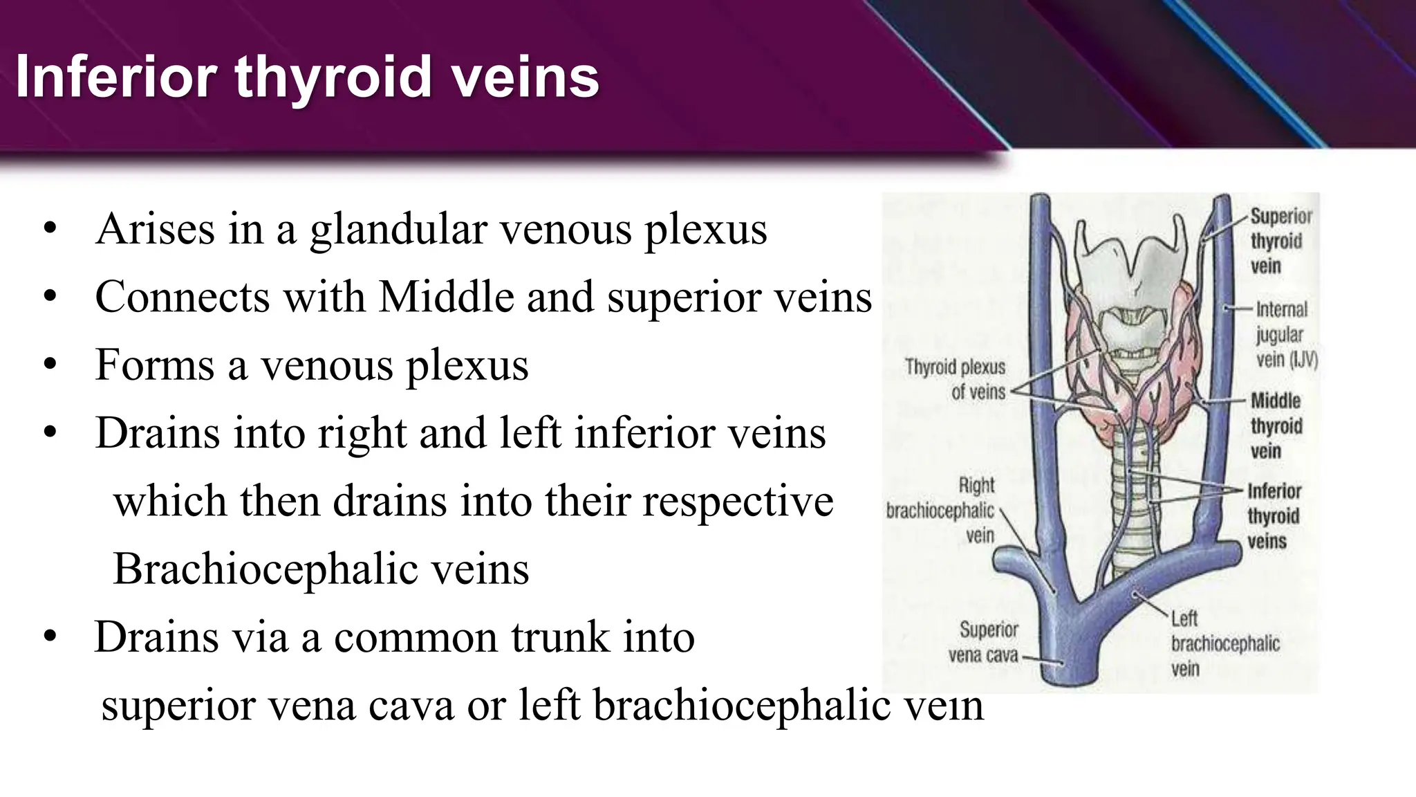 Anatomy-and-physiology-of-thyroid-and-parathyroid-glands-pptx-37-2048.jpg