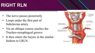 Left Rln Path Anatomy and physiology of thyroid and parathyroid glands.pptx